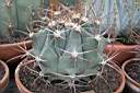 FEROCACTUS EMORYI.jpg